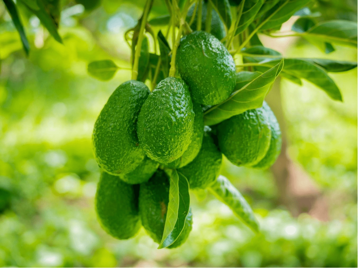 Planta de aguacate mexicano